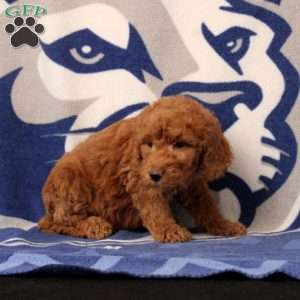 Emmet, Mini Goldendoodle Puppy